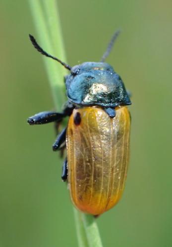 Réf. 232 772 : Labidostomis sp.